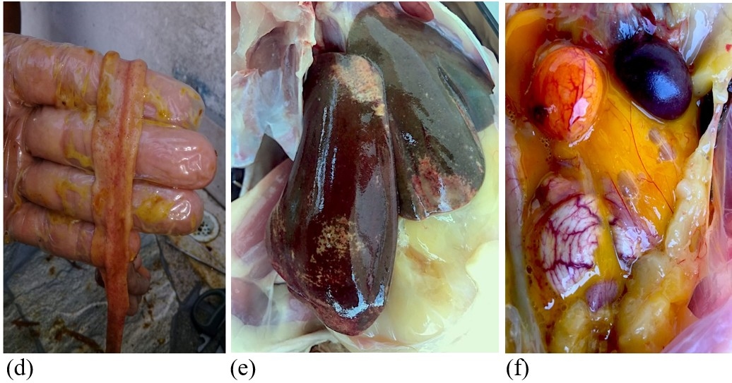 Respuesta dinámica de la disminución de Salmonella spp en el ciego de las aves, impacto del uso de mananoligosacaridos (MOS) ß-glucanos(1,3)(1,6). - Image 4