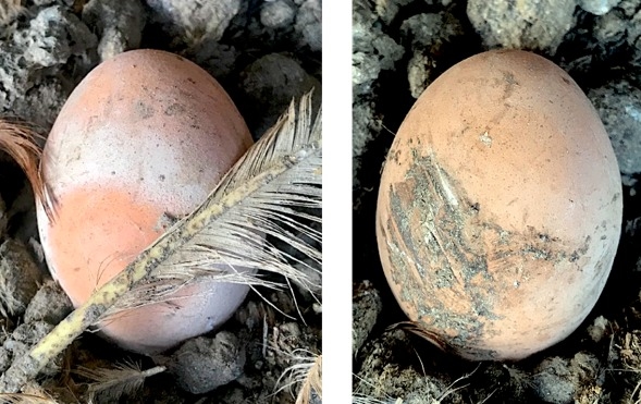 Respuesta dinámica de la disminución de Salmonella spp en el ciego de las aves, impacto del uso de mananoligosacaridos (MOS) ß-glucanos(1,3)(1,6). - Image 16