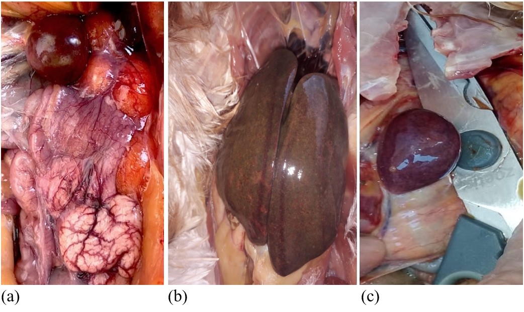 Respuesta dinámica de la disminución de Salmonella spp en el ciego de las aves, impacto del uso de mananoligosacaridos (MOS) ß-glucanos(1,3)(1,6). - Image 3