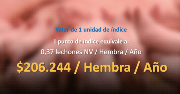 Sow Max: una herramienta de precisión en el descarte de hembras ¿por qué es una gran aliada para los porcicultores hoy? - Image 7