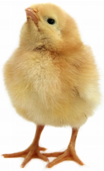 Efecto de la adición de un complejo multi-enzimático con carbohidrasas y proteasa frente a xilanasas puras y una combinación de xilanasa y betaglucanasa en el pienso de arranque de pollos de engorde - Image 3