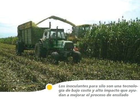 Inocular silajes mejora la ganancia diaria de peso en recría de vaquillonas holando - Image 1