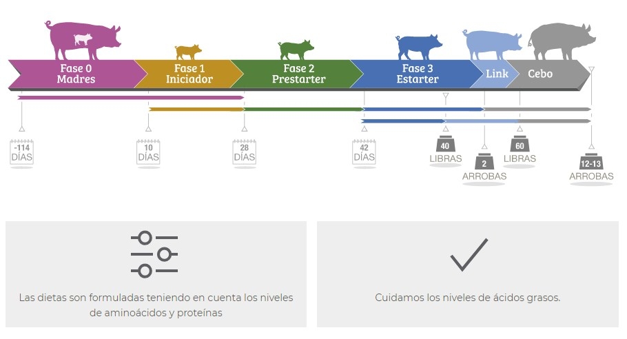 Programa ibérico - Image 1