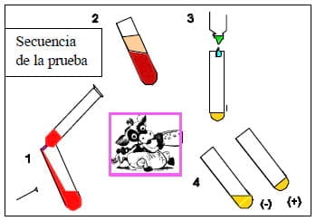 Pautas para la Crianza de Terneros - Image 2