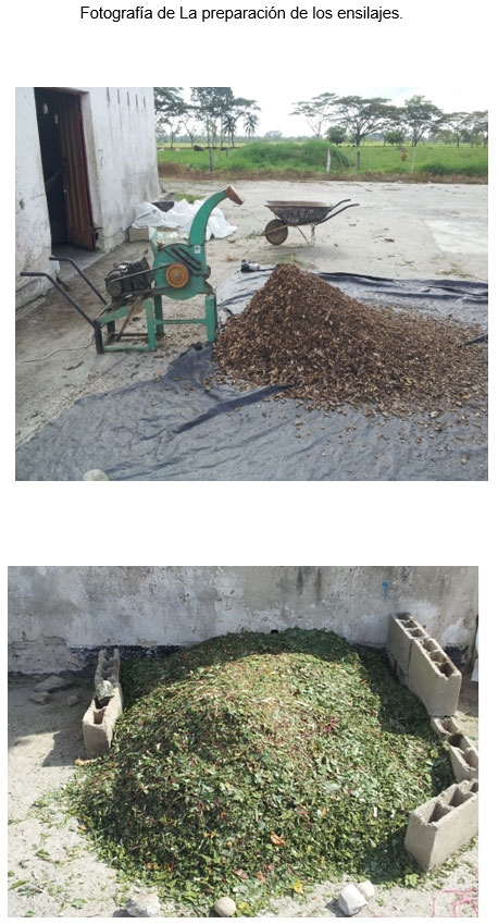 Ensilaje de conchas de plátano (Musa paradisiaca) y hojas de yuca (Manihot esculenta), como suplemento para vacas Girolando - Image 13