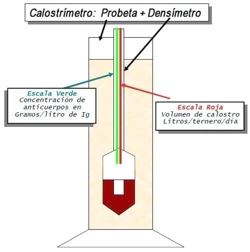 Herramientas Simples en el siglo XXI para la atención del ternero recién nacido: Test de Inmunidad y Calostrimetro - Image 5