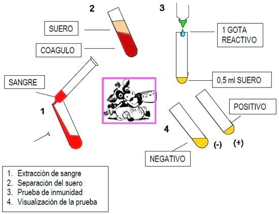 Herramientas Simples en el siglo XXI para la atención del ternero recién nacido: Test de Inmunidad y Calostrimetro - Image 4
