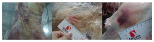 Evaluación de las características de las contusiones en las canales vacunas y de su relación con el manejo y el bienestar animal en las etapas previas a la faena - Image 1