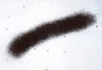 Actinobacillus Pleuropneumoniae: Control - Image 1