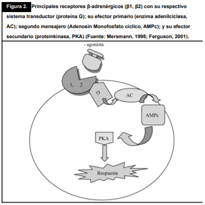 Los ß-agonistas adrenérgicos como modificadores metabólicos y su efecto en la producción, calidad e inocuidad de la carne de bovinos y ovinos: una revisión - Image 2