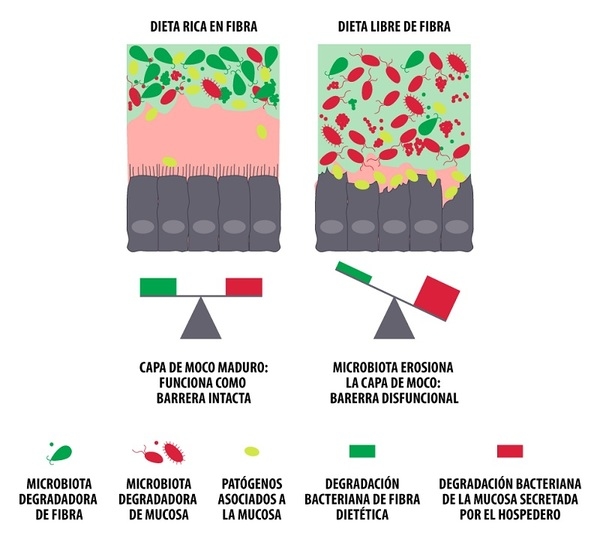 Importancia de la microbiota intestinal de las aves y su posible regulación con el uso de fibras - Image 5