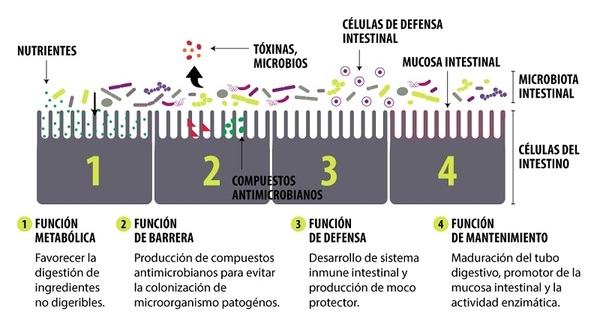 Importancia de la microbiota intestinal de las aves y su posible regulación con el uso de fibras - Image 4