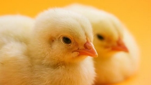 Importancia de la microbiota intestinal de las aves y su posible regulación con el uso de fibras - Image 1