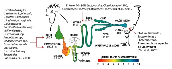 Importancia de la microbiota intestinal de las aves y su posible regulación con el uso de fibras - Image 3