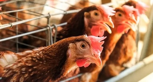 Importancia de la microbiota intestinal de las aves y su posible regulación con el uso de fibras - Image 2