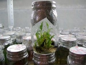 Biotecnología: Una cultura que llega al Casanare - Image 6