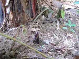 Biotecnología: Una cultura que llega al Casanare - Image 1