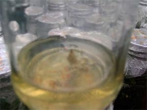 Biotecnología: Una cultura que llega al Casanare - Image 2