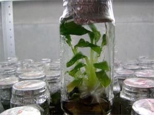 Biotecnología: Una cultura que llega al Casanare - Image 7