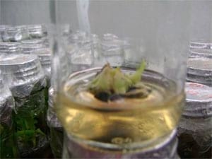 Biotecnología: Una cultura que llega al Casanare - Image 5