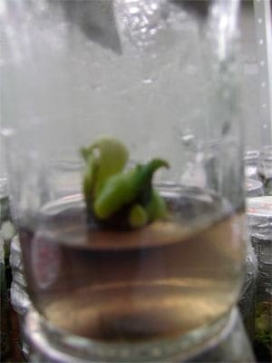 Biotecnología: Una cultura que llega al Casanare - Image 3