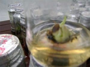 Biotecnología: Una cultura que llega al Casanare - Image 4