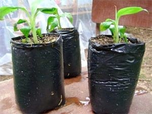 Biotecnología: Una cultura que llega al Casanare - Image 10