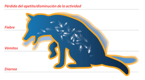 La salmonela en el alimento balanceado y los retiros del mercado - Image 2