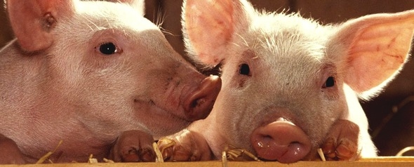 Utilización de sales de ácidos orgánicos en alimentos para cerdo - Image 1