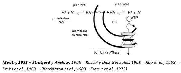 Ácidos orgánicos, un aporte de la ciencia que mejora el desempeño animal - Image 1