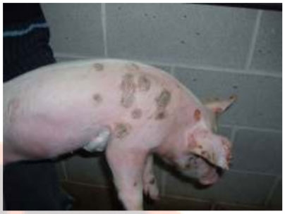 Epidermitis Exudativa - Image 1