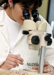 Micotoxicosis, Introducción a la problemática de las micotoxinas en piensos - Image 1