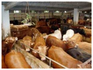 Repercusiones de la prohibición del uso de la monensina en el cebo de terneros - Image 1