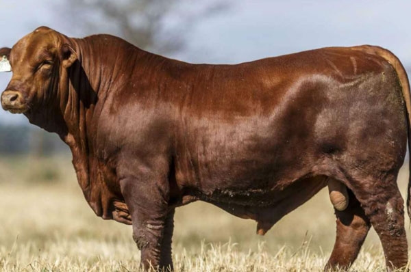 La acidosis ruminal sub-aguda reduce la calidad espermática en toros para rodeos de cría. - Image 1