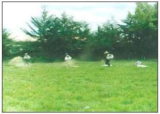Producción de leche bajo un sistema de pastoreo intensivo de una asociación de Rye Grass- Trebol, en vacas Holstein - Image 3