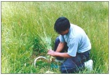 Producción de leche bajo un sistema de pastoreo intensivo de una asociación de Rye Grass- Trebol, en vacas Holstein - Image 5