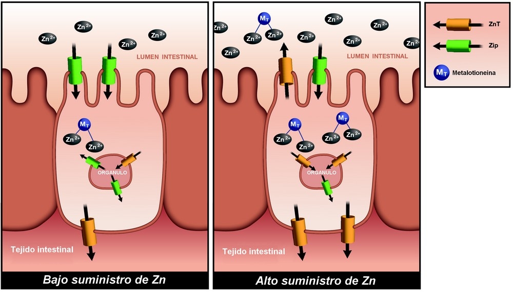 ¿Todas las fuentes de zinc se absorben de la misma manera? - Image 2