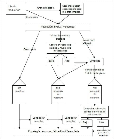 Manejo de Trigo con Fusariosis en la Poscosecha - Image 6