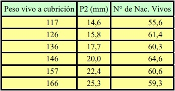 Importancia y manejo de la alimentación en cachorras de reposición - Image 2