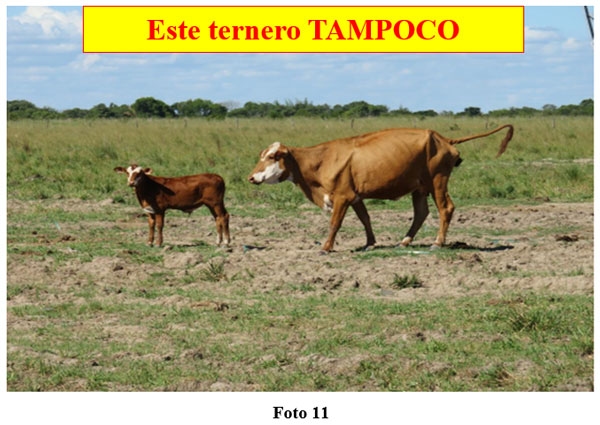 Rol del creep-feeding, creep-grazing, destete precoz y primera recría (destete anticipado) en un campo de cría vacuna - Image 11