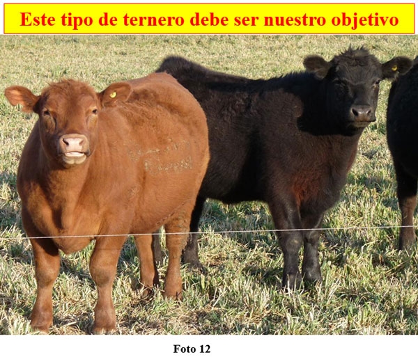 Rol del creep-feeding, creep-grazing, destete precoz y primera recría (destete anticipado) en un campo de cría vacuna - Image 12