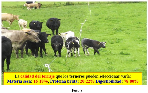 Rol del creep-feeding, creep-grazing, destete precoz y primera recría (destete anticipado) en un campo de cría vacuna - Image 8