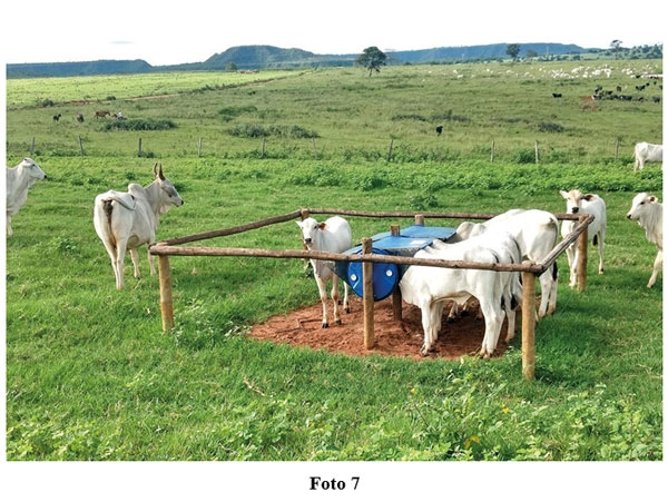 Rol del creep-feeding, creep-grazing, destete precoz y primera recría (destete anticipado) en un campo de cría vacuna - Image 7
