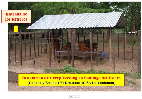 Rol del creep-feeding, creep-grazing, destete precoz y primera recría (destete anticipado) en un campo de cría vacuna - Image 3