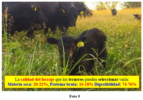 Rol del creep-feeding, creep-grazing, destete precoz y primera recría (destete anticipado) en un campo de cría vacuna - Image 9