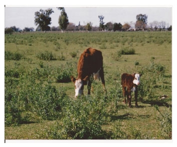 Tradiciones que perduran y errores que se siguen cometiendo en el manejo de los rodeos de cría. Técnicas superadoras - Image 8