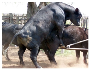 Tradiciones que perduran y errores que se siguen cometiendo en el manejo de los rodeos de cría. Técnicas superadoras - Image 12