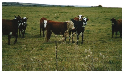 Tradiciones que perduran y errores que se siguen cometiendo en el manejo de los rodeos de cría. Técnicas superadoras - Image 1
