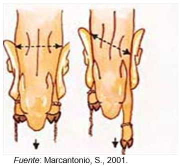 Tradiciones que perduran y errores que se siguen cometiendo en el manejo de los rodeos de cría. Técnicas superadoras - Image 10