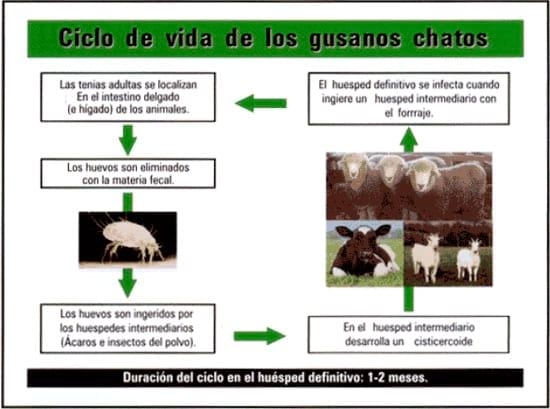Manual técnico: Antiparasitarios Internos y endectocidas de Bovinos y Ovinos - Image 10